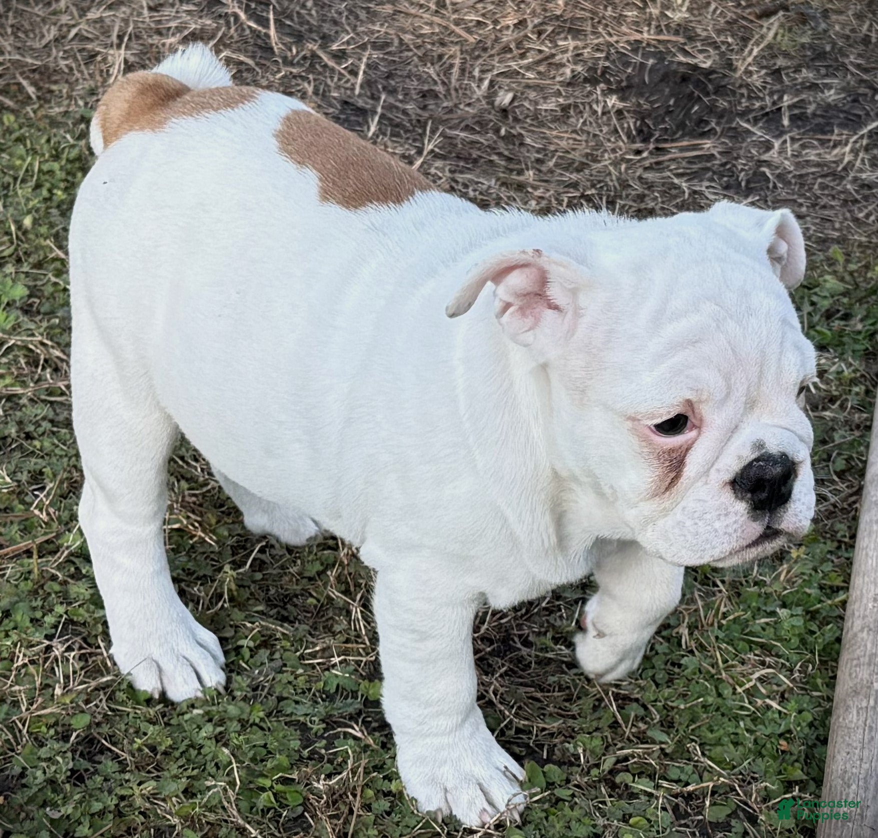English Bulldog dogs Heartly - Ad 2