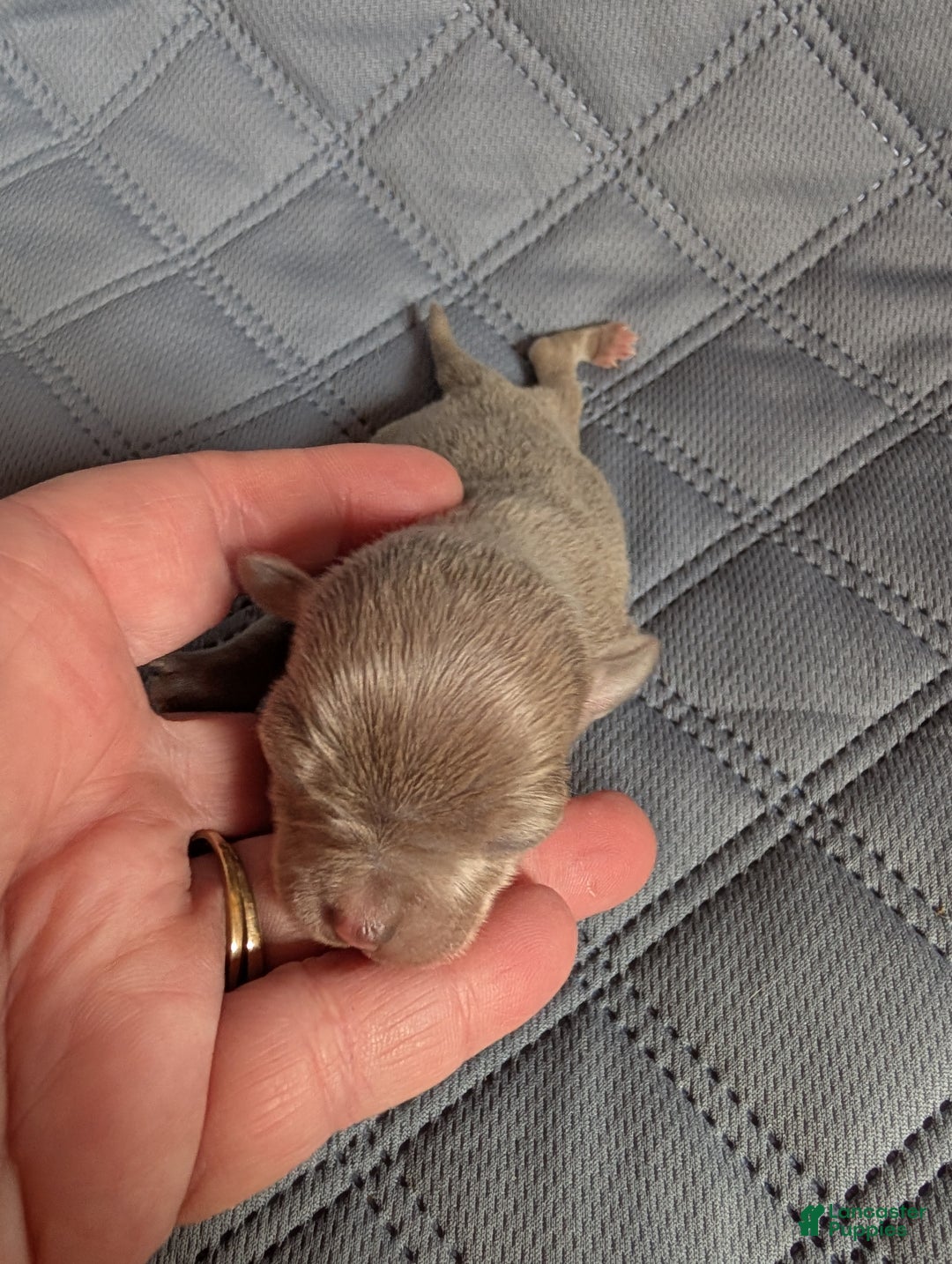 Chihuahua dogs for sale: Peyton - Ad 3