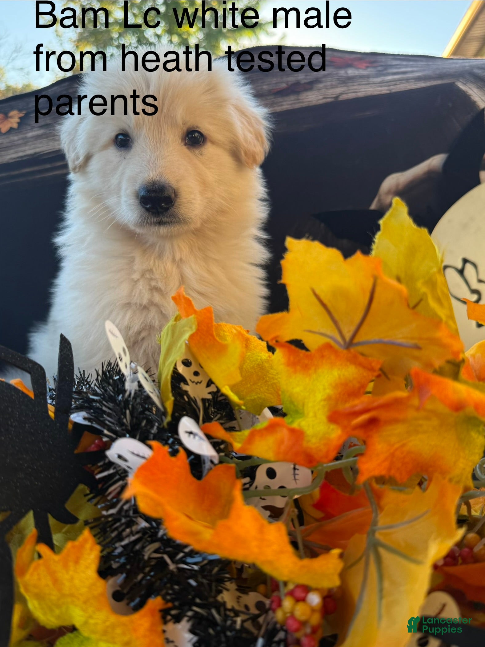 German Shepherd dogs for sale: Cory - Ad 26