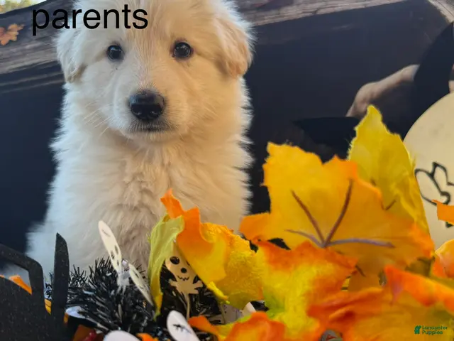 German Shepherd dogs for sale: Cory - Ad 26