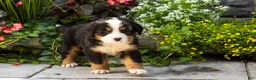 Bernese Mountain Dog dogs for sale: Matilda  - Ad 3