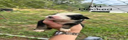 Mixed Breed dogs for sale: Mixed Breed 4 - Ad 15