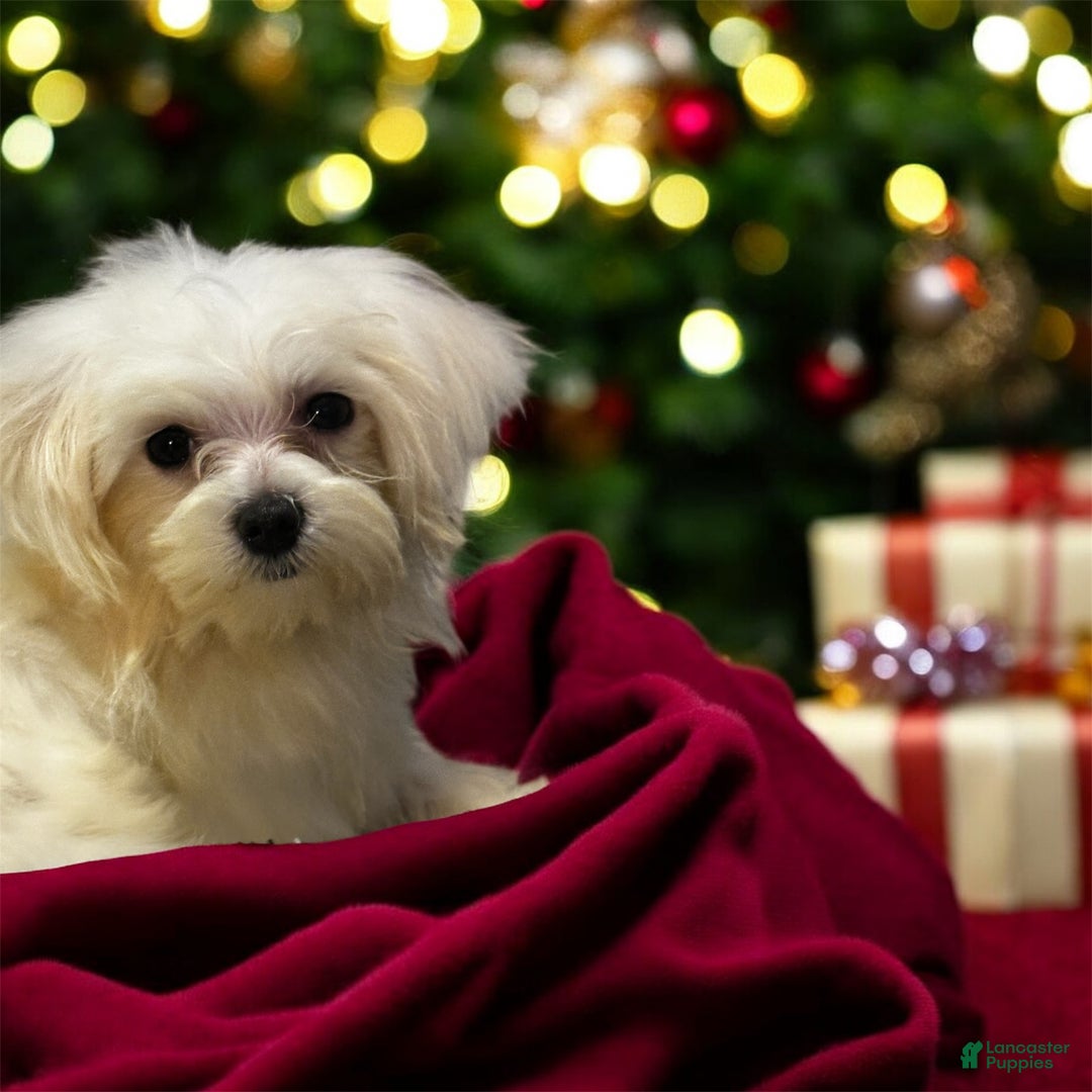 Maltipoo dogs for sale: Maltipoo Puppy 3 - Ad 1