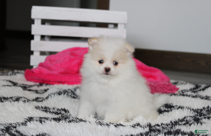 Pomeranian dogs Roxy - Ad 1