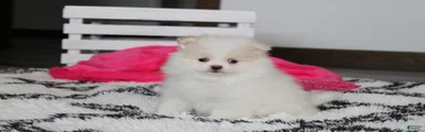 Roxy