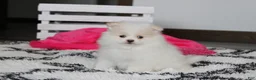 Pomeranian dogs for sale: Roxy - Ad 1