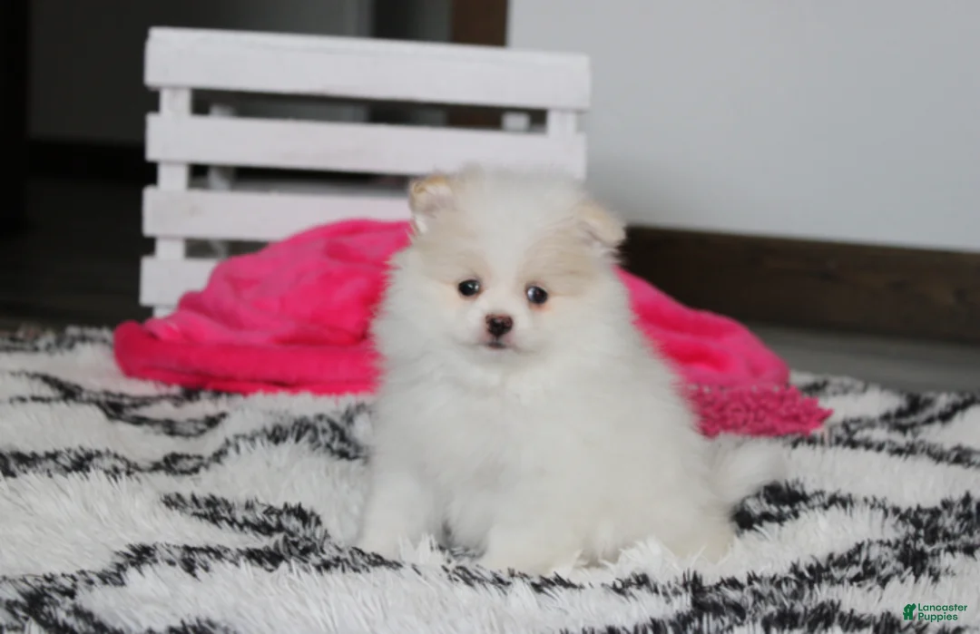 Pomeranian dogs for sale: Roxy - Ad 1