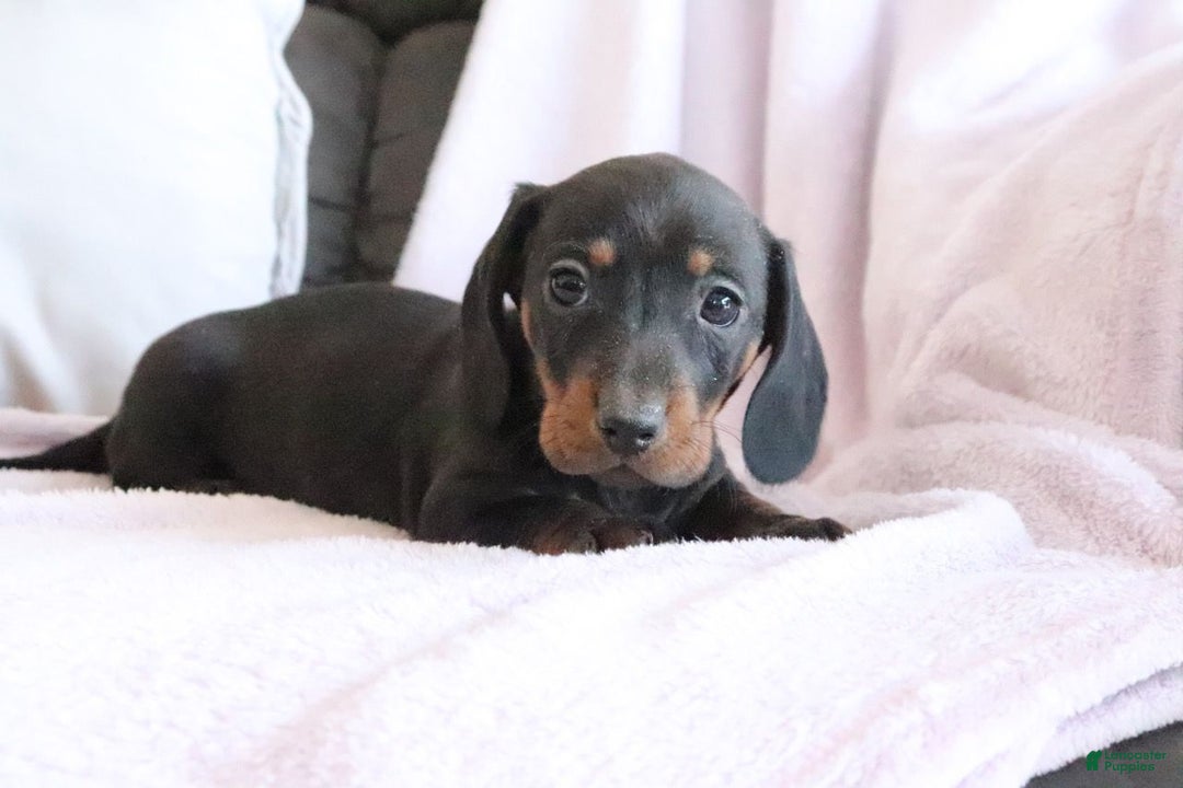 Miniature Dachshund dogs for sale: Sprinkles - Ad 3