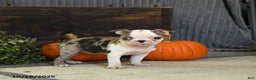 Boston Terrier dogs for sale: Kenzie - Ad 9
