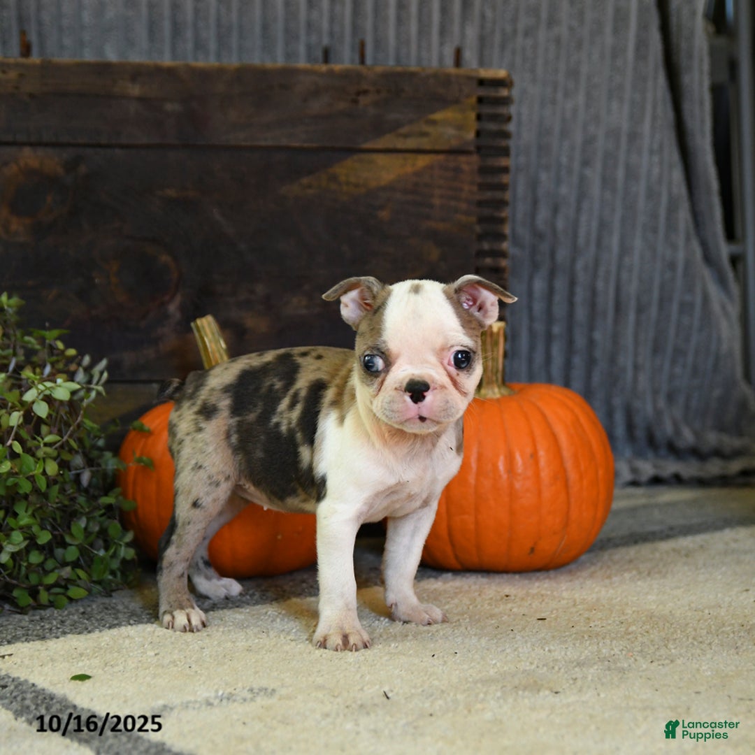 Boston Terrier dogs for sale: Kenzie - Ad 9