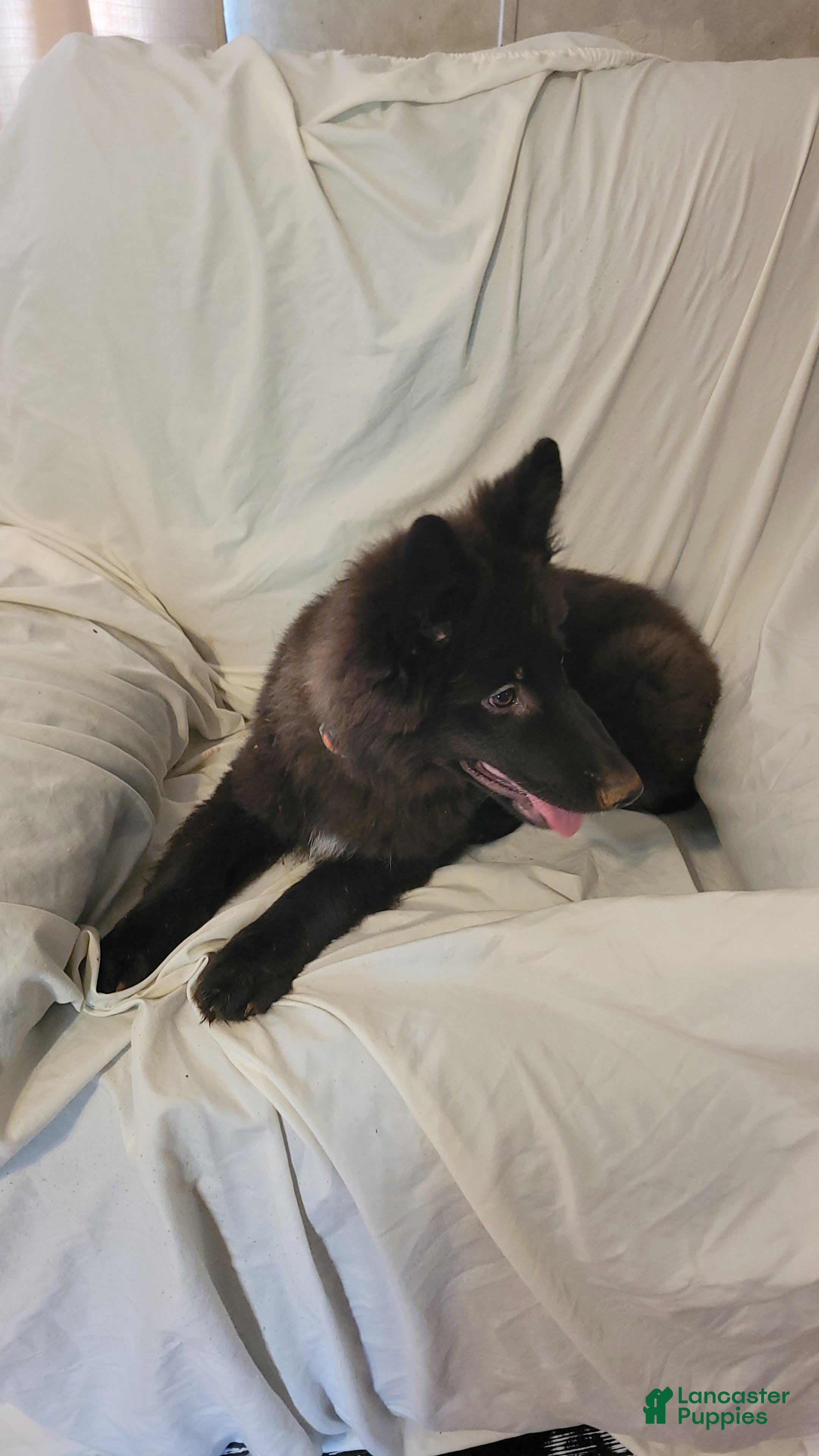 German Shepherd dogs for sale:  Black girl - Ad 3