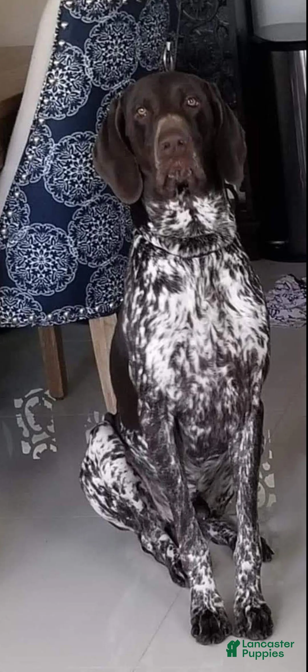 German Shorthaired Pointer dogs for sale: German Shorthaired Pointer 1 - Ad 6