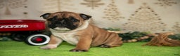 Mixed Breed dogs for sale: Fiona - Ad 1