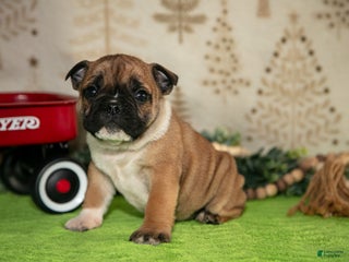 Mixed Breed dogs Fiona - Ad 14