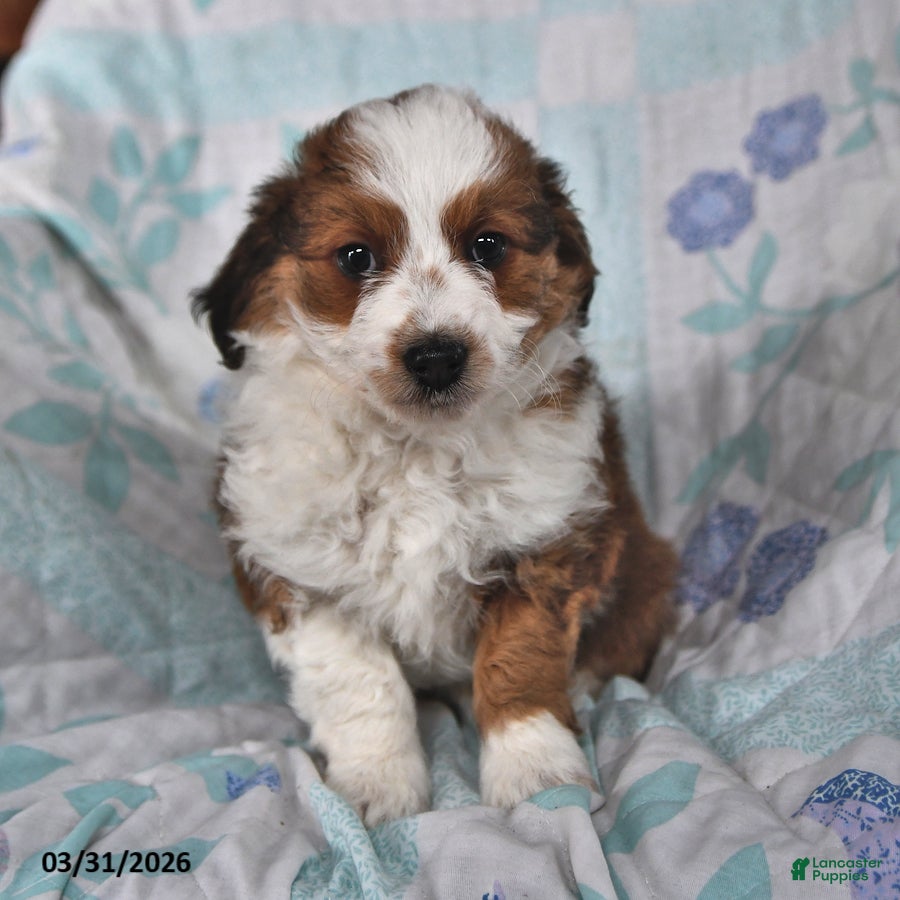 Mini Aussiedoodle dogs Maple   - Ad 1