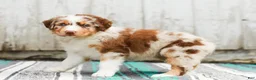Australian Shepherd dogs for sale: Tina - Ad 4