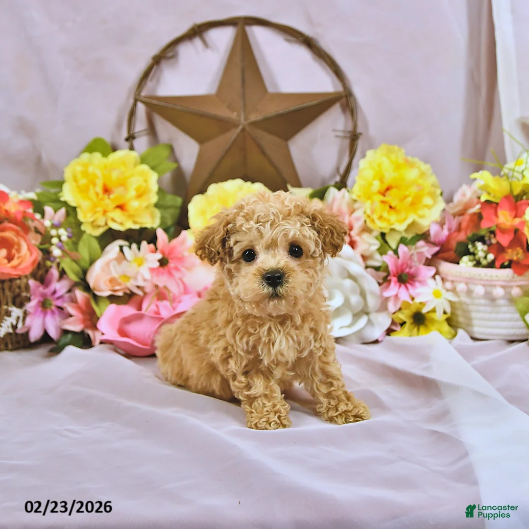 Miniature Poodle dogs for sale: Little Dan - Ad 1