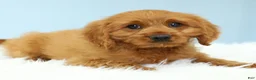 Cavapoo dogs for sale: Reese 🍫 - Ad 7