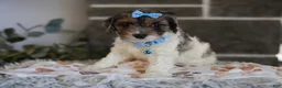 Cavapoo dogs for sale: Charlotte - Ad 10