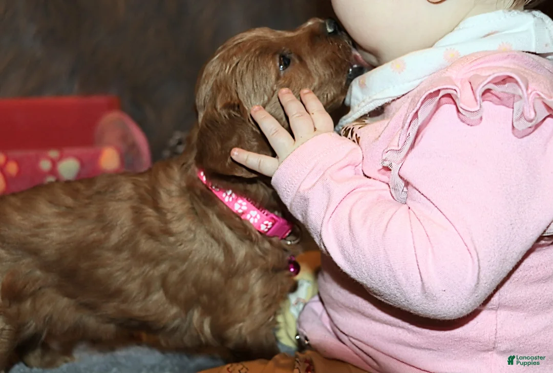 Mini Goldendoodle dogs for sale: Whiskers 🌷 Genetic Clear Parents - Ad 21