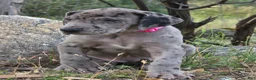 Great Dane dogs for sale: Ewa - Ad 3