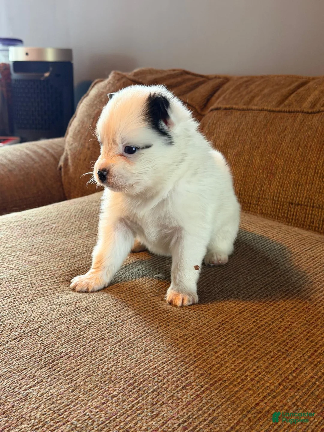 Mixed Breed dogs for sale: Mixed Breed Puppy 2 - Ad 1