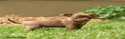 Chihuahua dogs for sale: Jewels - Ad 3
