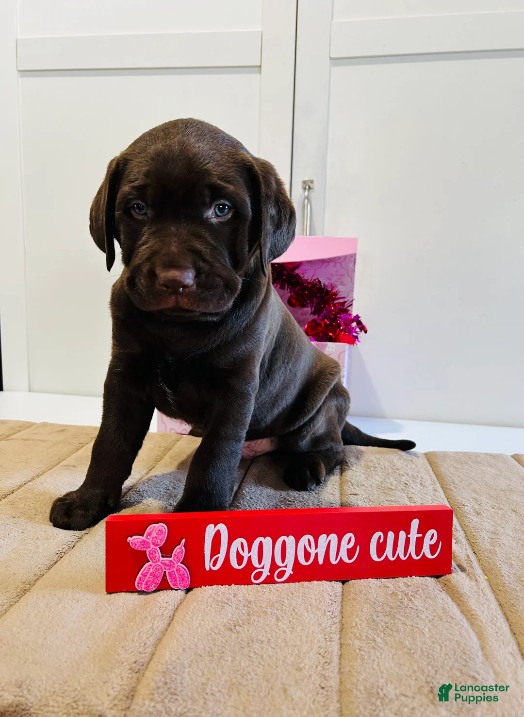 Labrador Retriever dogs for sale: Kobe - Ad 5