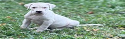 Dogo Argentino dogs for sale: Puppy M3 - Ad 52