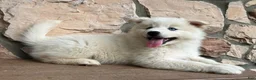 Pomsky dogs for sale: Surf - Ad 3