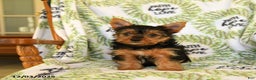 Yorkshire Terrier dogs for sale: Ribbon - Ad 5