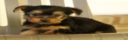 Yorkshire Terrier dogs for sale: Danny - Ad 5
