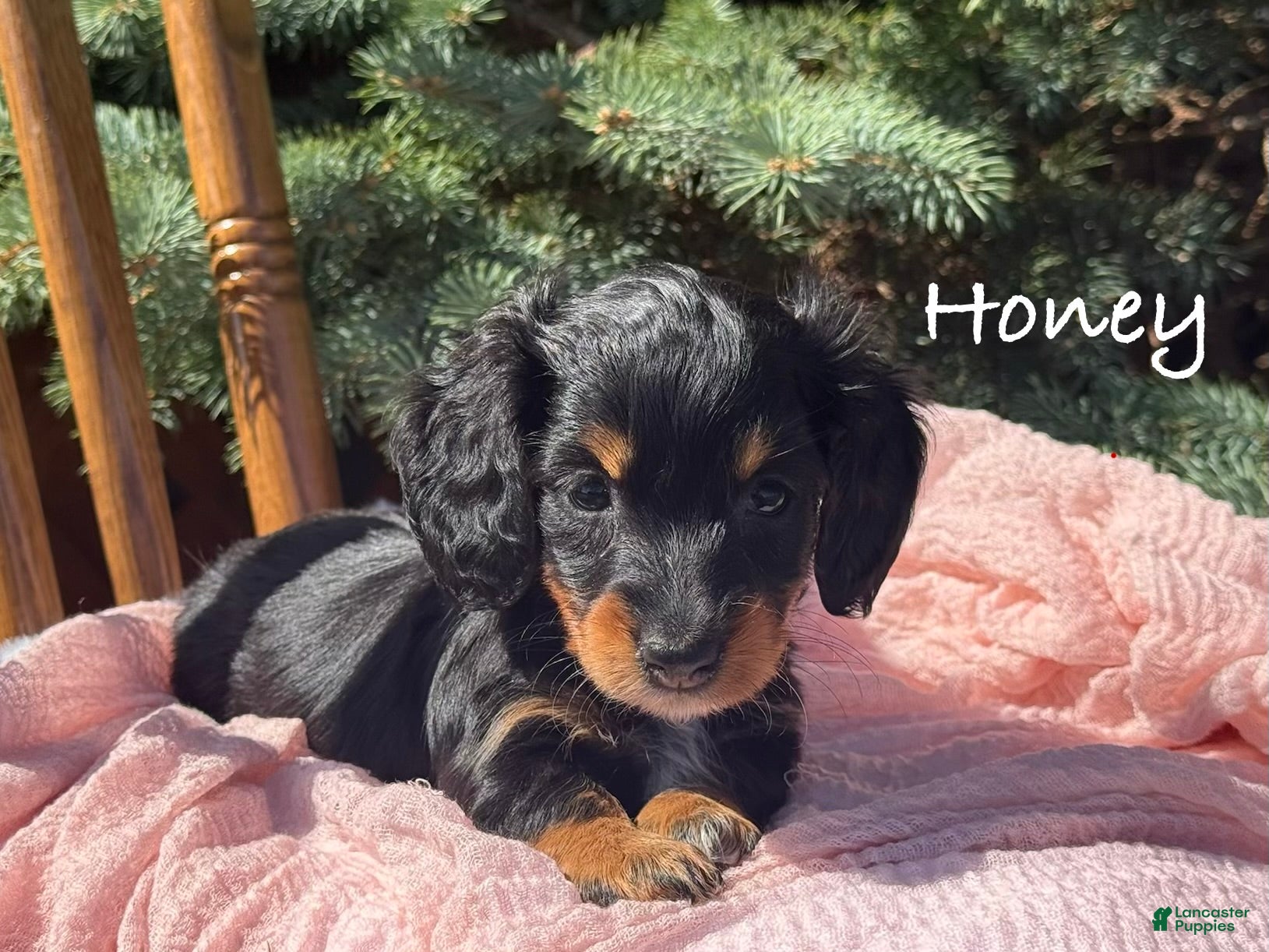 Miniature Dachshund dogs Honey - Ad 2