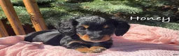 Miniature Dachshund dogs for sale: Honey - Ad 2