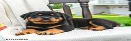 Rottweiler dogs for sale: Axel - Ad 4