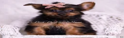 Yorkshire Terrier dogs for sale: Gidget - Ad 2