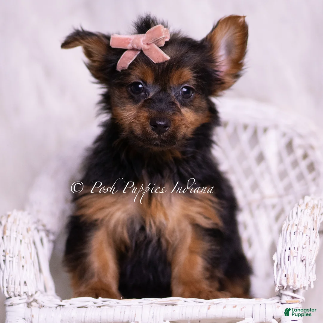 Yorkshire Terrier dogs for sale: Gidget - Ad 2