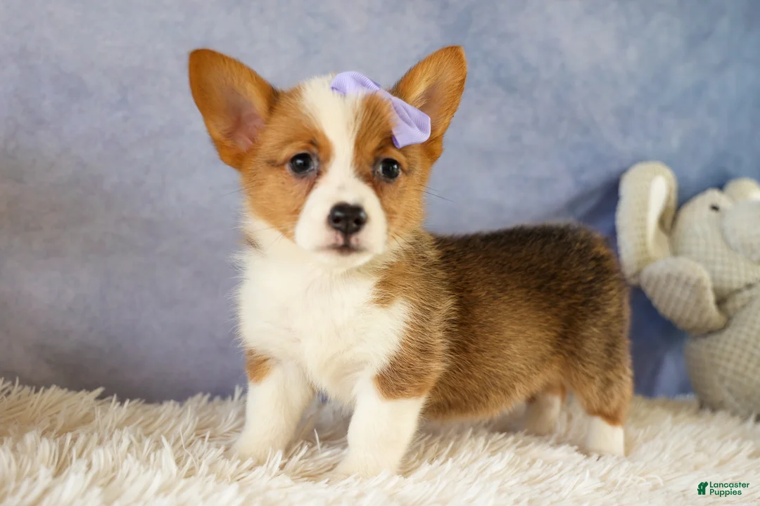 Welsh Corgi Pembroke dogs for sale: Yo-Yo 💕 - Ad 1