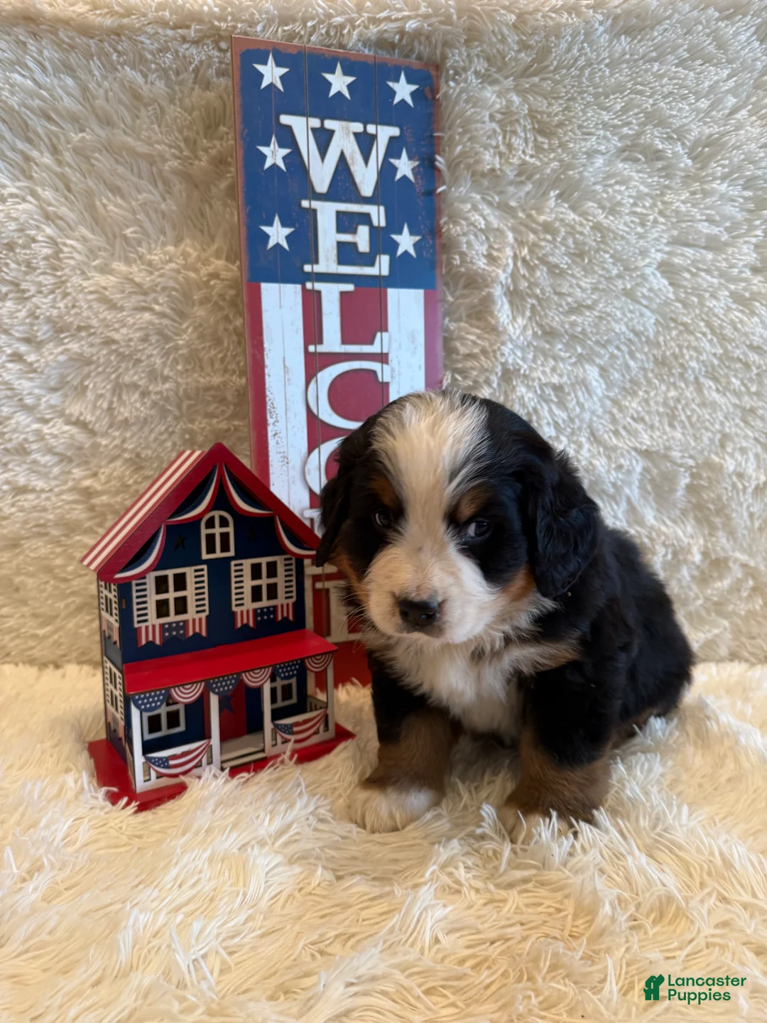 Bernese Mountain Dog dogs for sale: Garrett - Ad 2