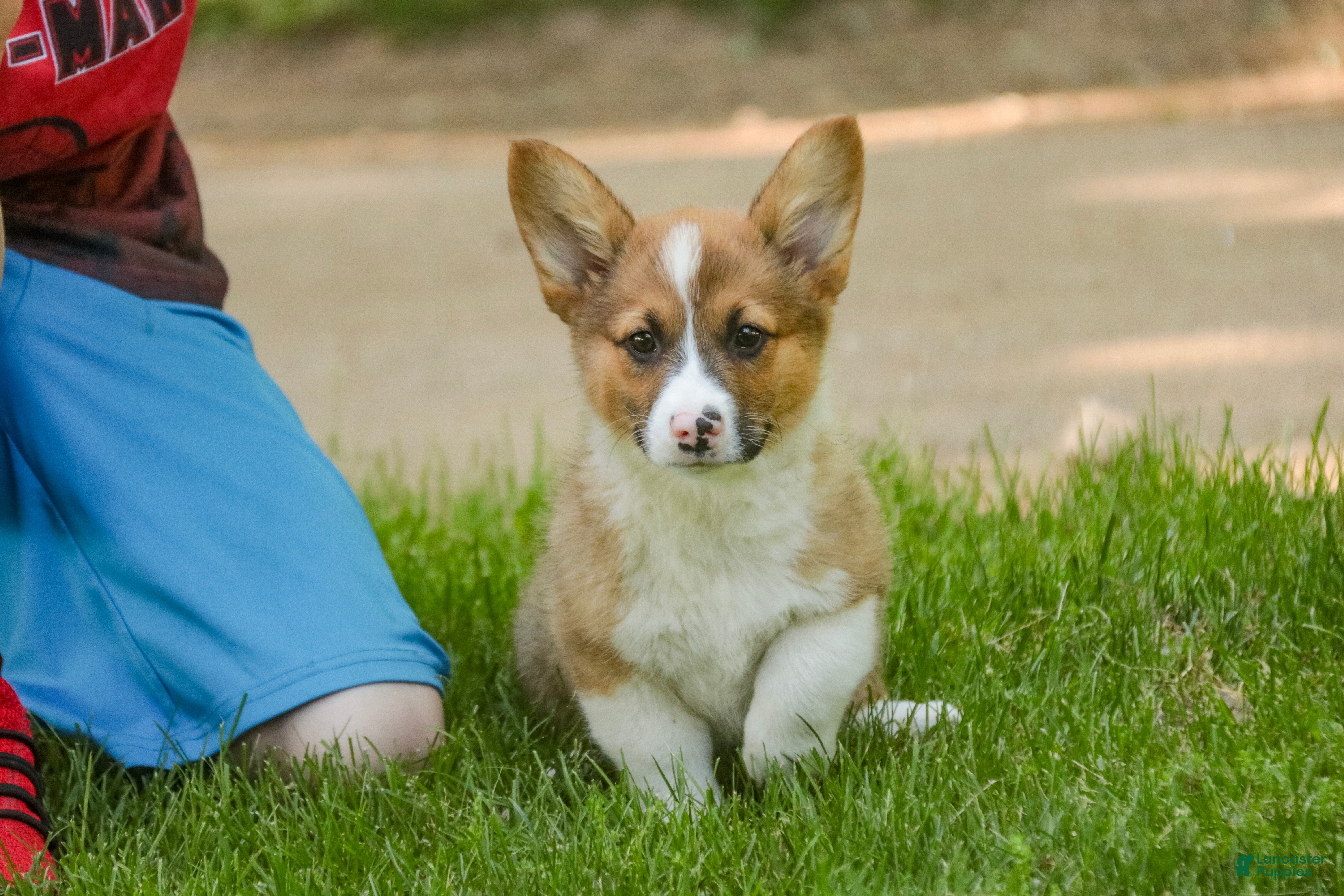 Welsh Corgi Pembroke dogs Georgia - Ad 2