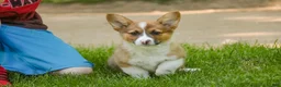 Welsh Corgi Pembroke dogs for sale: Georgia - Ad 2