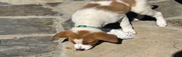 Mixed Breed dogs for sale: Mixed Breed puppy #2 - Ad 4