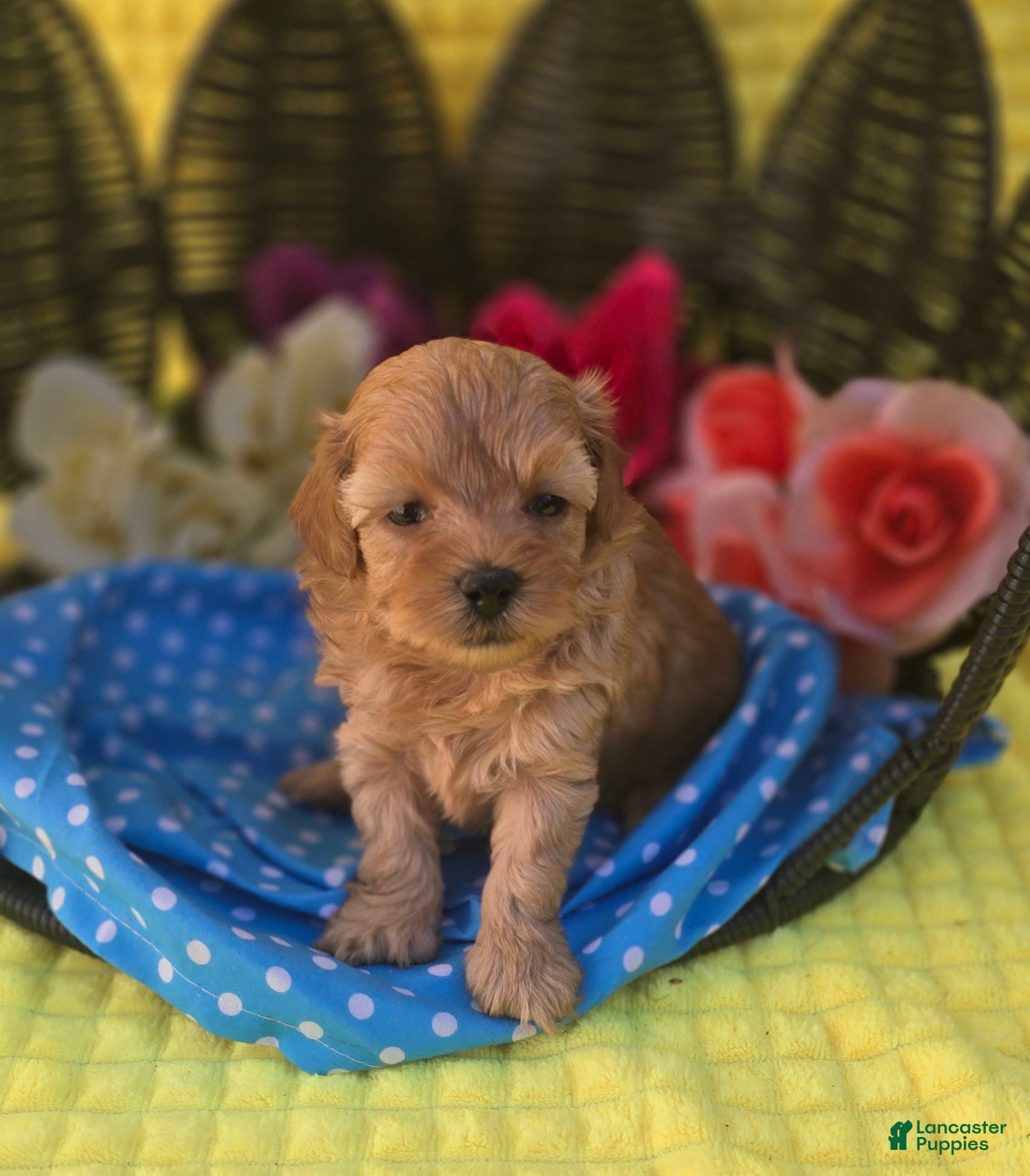 Maltipoo dogs Magic - Ad 35