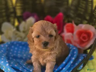 Maltipoo dogs Magic - Ad 34