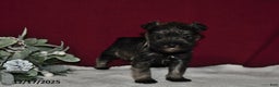 Miniature Schnauzer dogs for sale: Princess  - Ad 3