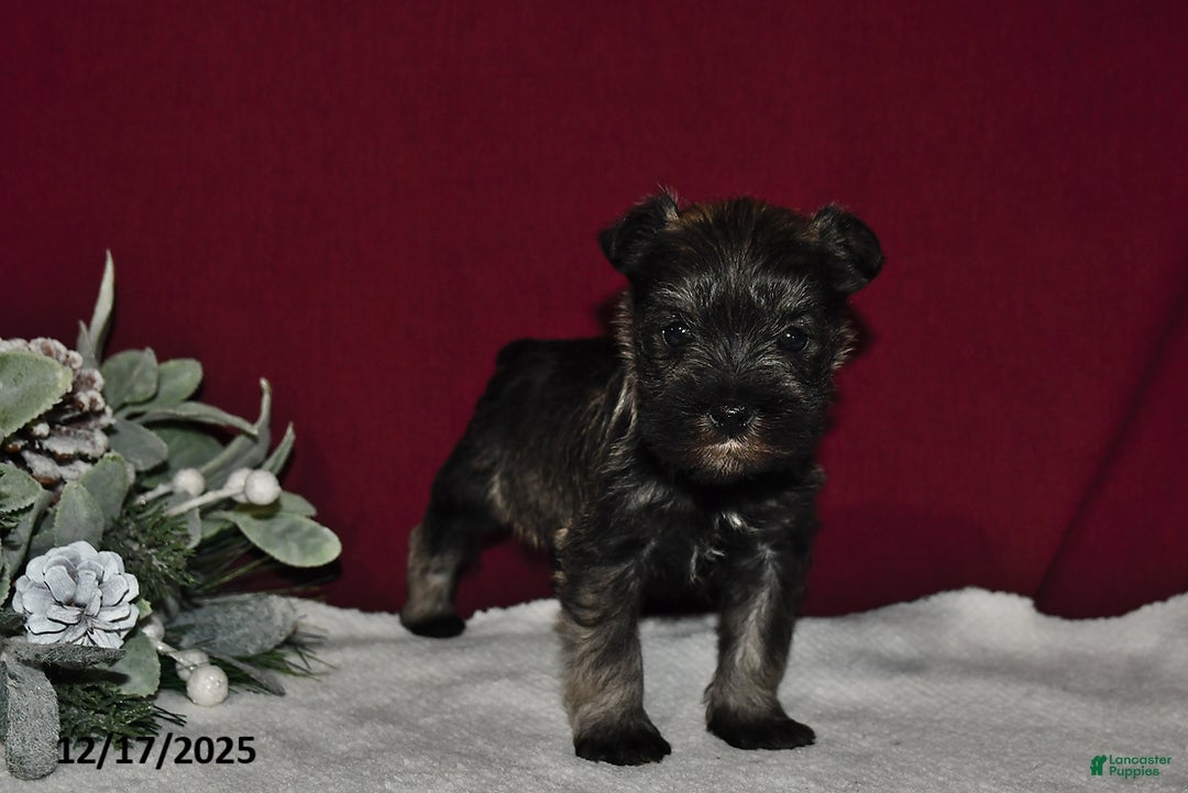 Miniature Schnauzer dogs for sale: Princess  - Ad 3