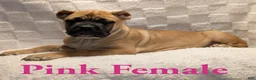 Cane Corso dogs for sale: Pink  - Ad 3