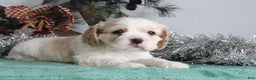 Cocker Spaniel dogs for sale: Diego - Ad 4
