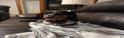 Dachshund dogs for sale: Dachshund 1 - Ad 3