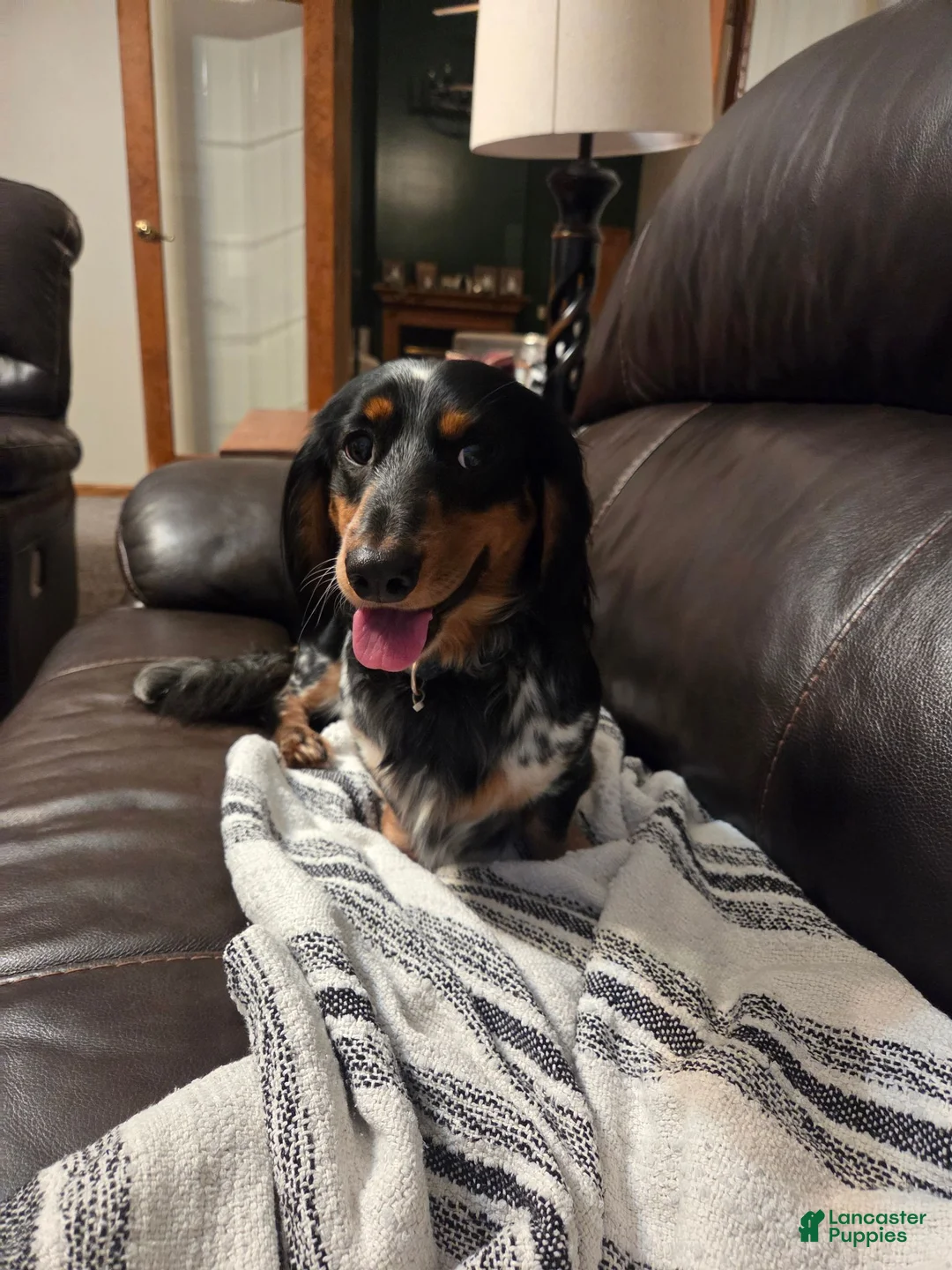 Dachshund dogs for sale: Dachshund 1 - Ad 3